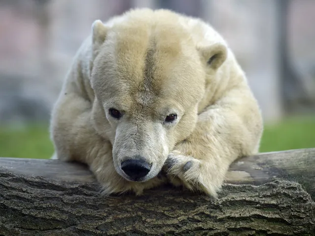 Little handicapped  female polar bear Antonia rests on a trunk on a cold day at the zoo in Gelsenkirchen, Germany, Tuesday, January 6, 2015. The oldest bear in the zoo is 25 years old, but due to her dwarfism,  it  measures only 1.35 meters compared to 2.20 meter of her fellows. (Photo by Martin Meissner/AP Photo)