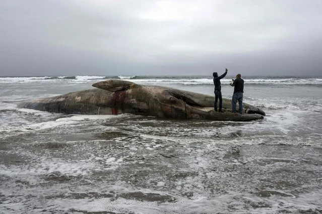 Men stand on a beached whale found dead in Rosarito, Baja California State, Mexico, on May 21, 2018. (Photo by Guillermo Arias/AFP Photo)