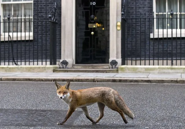 A fox runs past the door of 10 Downing Street on Janurary 13, 2015. (Photo by Justin Tallis/AFP Photo)