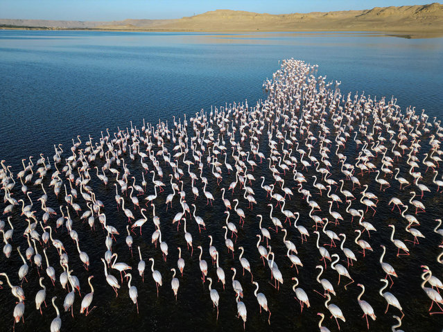 An aerial drone photo taken on December 6, 2025 shows flamingos at Qarun Lake in Fayoum province, Egypt. Large numbers of flamingos fly to the lake to overwinter. (Photo by Xinhua News Agency/Rex Features/Shutterstock)