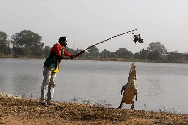 A guide dangles a live chicken in front of a crocodile in the village of Bazoule, Burkina Faso, December 4, 2015. The villagers believe the crocodiles that live there are sacred. (Photo by Joe Penney/Reuters)