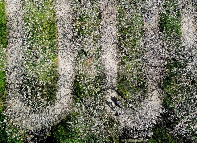 People walk at the Taihaku Cherry Tree Orchard at Alnwick Gardens which has the largest collection of Taihaku in the world comprising of 329 trees in Alnwick, Northumberland, Britain on April 18, 2023. (Photo by Lee Smith/Reuters)