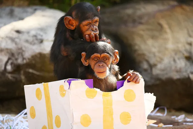 Two infant Chimpanzees play at Taronga Zoo on December 4, 2015 in Sydney, Australia. Taronga's animals were given special Christmas-themed enrichment treats and puzzles designed to challenge and encourage their natural skills. (Photo by Matt King/Getty Images)