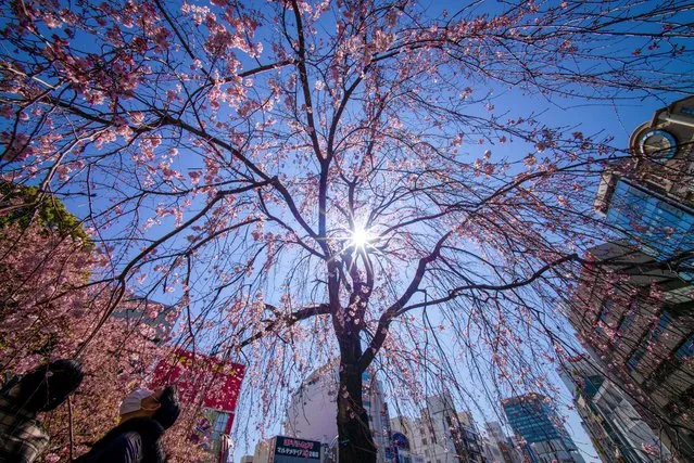 Pedestrians looks at early blooming cherry blossoms in a park in Tokyo on March 14, 2021. (Photo by Kazuhiro Nogi/AFP Photo)