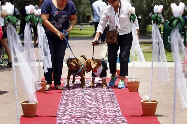Dogs wear a bridal veil and a groom costume while walking on a red carpet for a symbolic pets wedding during Valentine's Day celebrations organized by a local municipality in Lima February 14, 2015. (Photo by Enrique Castro-Mendivil/Reuters)