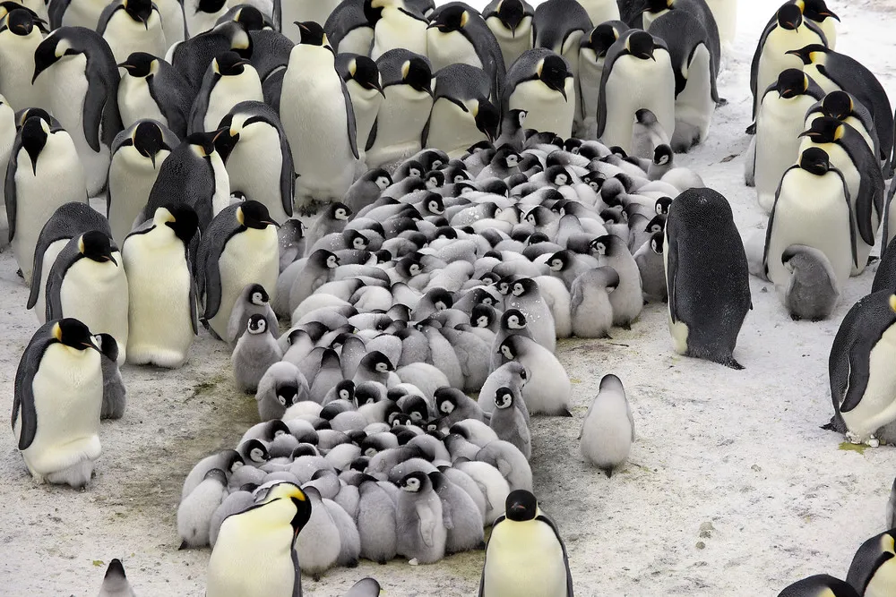 Penguins Huddling to Keep Chicks Warm in Antarctic Winds