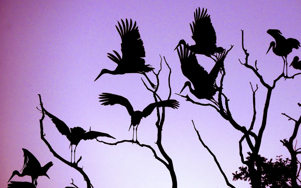 Simply Some Photos: Silhouettes