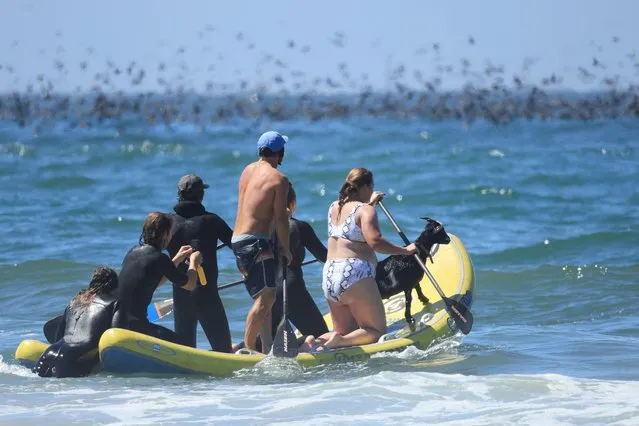 Elizabeth French, 25, and Rebekah Abern, 41, surf with Chupacabrah the goat, Surfing Goats owner Dana McGregor, and Eddie King, while taking a lesson in Pismo Beach, California, on August 29, 2023. For more than ten years, McGregor has built his reputation by throwing his goats into the water. (Photo by David Swanson/AFP Photo)