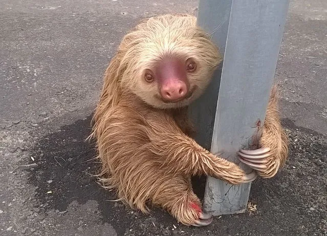 A sloth holds on to the post of a traffic barrier on a highway, in this handout photo provided by Ecuador's Transit Commission, in Quevedo, Ecuador. Transit police officers, who were patrolling the new highway found the sloth after it had apparently tried to cross the street and returned the animal to its natural habitat after a veterinarian found it to be in perfect condition, according to a press release. (Photo by Reuters/Ecuador's Transit Commission)