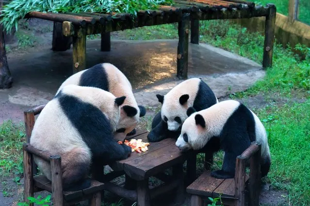 Giant pandas eat at Chongqing Zoo in Chongqing, China on September 23, 2023. (Photo by Costfoto/NurPhoto/Rex Features/Shutterstock)