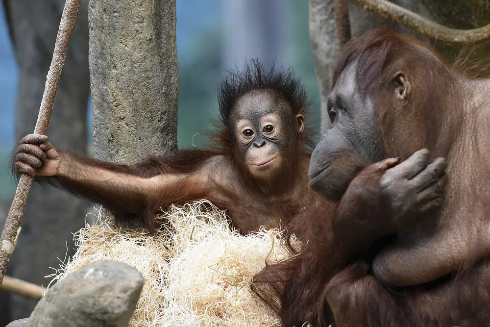 The Week in Pictures: Animals, March 27 – April 4, 2015