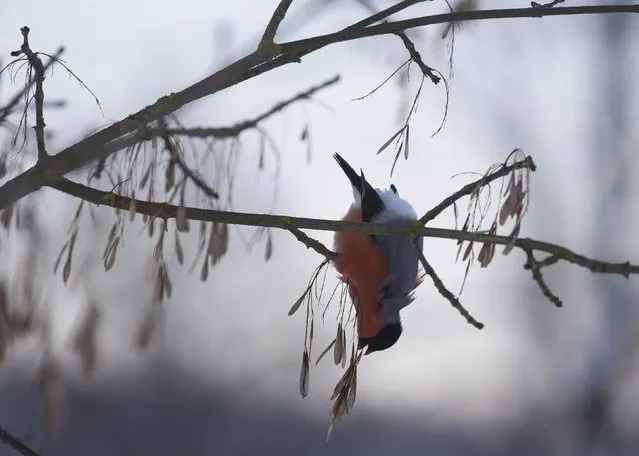 A bullfinch feeds on a tree as the temperature dropped to around minus 26 degrees Celsius (minus 14.8 degrees Fahrenheit) in the village of Skirmantava, Belarus January 7, 2017. (Photo by Vasily Fedosenko/Reuters)