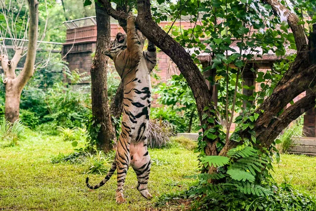 Shakti, a Bengal Tiger tries to reach piece of meat kept on a tree at the Veermata Jijabai Bhosale Udyan and Zoo in Mumbai on July 29, 2021, on the World Tiger Day. (Photo by Punit Paranjpe/AFP Photo)