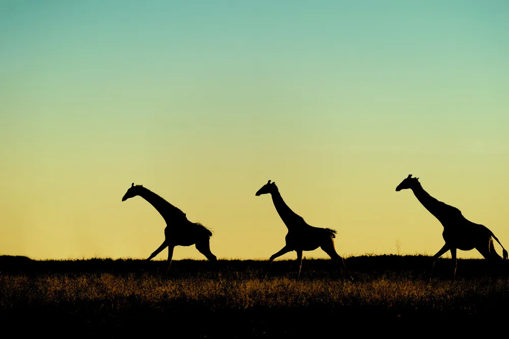 African Savannah in Silhouette