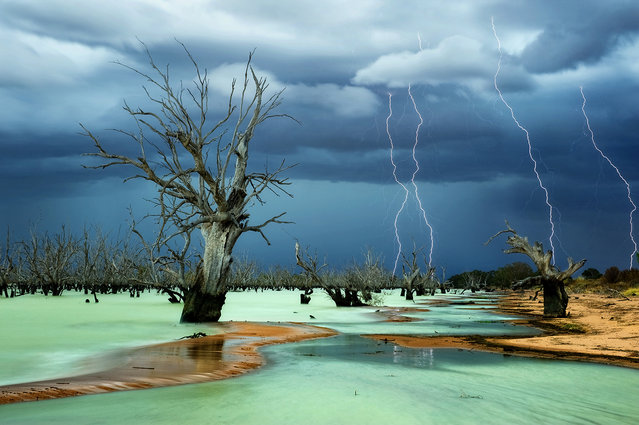 “Honorable Mention”. I cannot describe the eery feeling I had when I walked in on this scene. I followed a massive storm front several 100 kilometers hoping to capture something special but this blew my mind. The surreal milky green water is a natural phenomenon caused by electomagnetic activity from the lightning hitting the waters surface. Photo location: Menindee Lake Menindee remote New South Wales, Australia. (Photo and caption by Julie Fletcher/National Geographic Photo Contest)