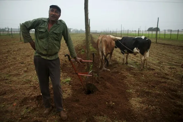 Farmer Juan Hernandez prepares the land to plant tobacco at a tobacco farm in Cuba's western province of Pinar del Rio, January 26, 2016. Picture taken January 26, 2016. (Photo by Alexandre Meneghini/Reuters)