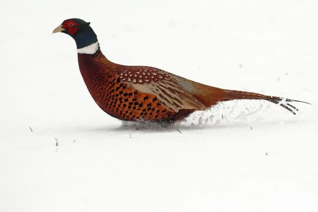 A pheasant runs in a snow covered field in Niergnies, as winter weather hits France, January 23, 2019. (Photo by Pascal Rossignol/Reuters)