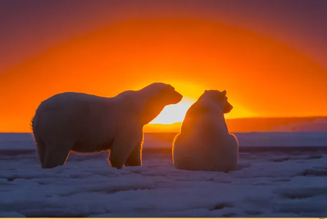 Polar Bears – In the sunset. (Photo by Sylvain Cordier/Caters News)