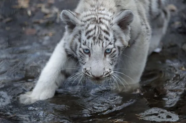 A white Bengal tiger cub plays in a zoo in the Siberian city of Novosibirsk, about 2,800 kilometers (1,750 miles) east of Moscow, Russia, Tuesday, April 21, 2015. (Photo by Ilnar Salakhiev/AP Photo)