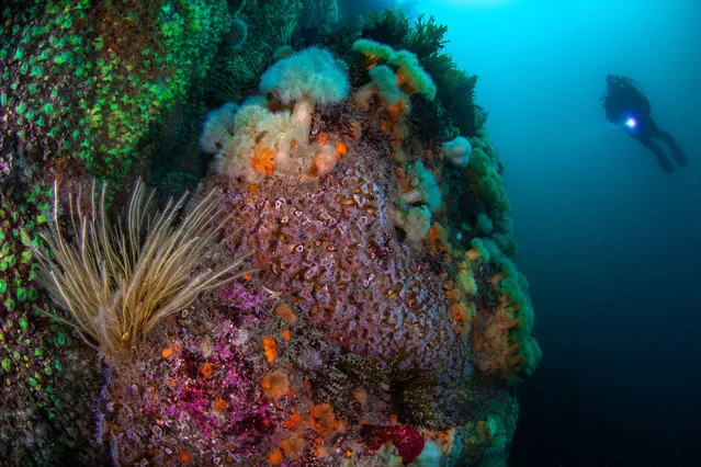 British Waters Wide Angle category winner. Off the wall by Robert Bailey (UK) in Isles of Scilly, UK. “Our dive group was on a private charter late last summer. The skipper dropped us on this lovely wall festooned with invertebrate life. I was keen to capture a good wide angle scenic featuring jewel anemones and a diver. The offshore site afforded us clear water. I took advantage of the opportunity, and encouraged my wife Paula to work her way into the frame. I took 20 shots in a series on this portion of the wall before settling on this image”. (Photo by Robert Bailey/Underwater Photographer of the Year 2019)