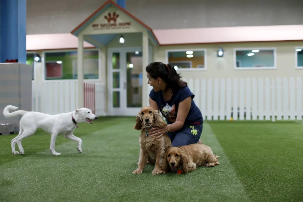 Largest Luxury Indoor Dog Park Opens in Dubai