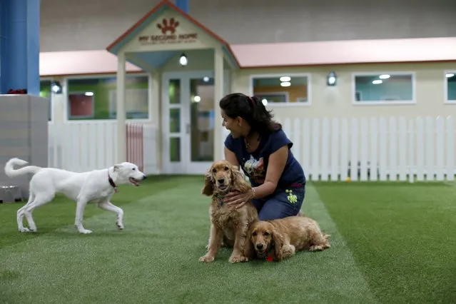 Co-founder Preeti Sharma plays with the dogs at an indoor park at My Second Home, a newly opened luxury pet resort and spa, in Dubai, April 24, 2015. (Photo by Ahmed Jadallah/Reuters)