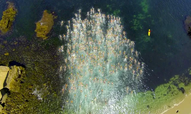 “The Washing Machine”. “The Washing Machine” was taken from my quadcopter over the start of the La Jolla Rough Water Swim, otherwise known as the Gatorman. I was there taking photos of my fiance swimming in the event. It is one of the top ocean races in the United States. Swimmers line up in the cove shoulder to shoulder. At the start of the horn they all jump into the water at the same time, swimming as fast as they can to distance themselves rom the group. “The washing machine” is a term used by open water swimmers, referring to all the whitewater being turned up. The race is three miles”. (Photo by Kevin Dilliard/Smithsonian Photo Contest)