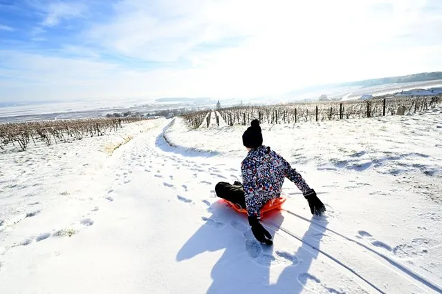A child rides a sled as snow blankets a vinyard in Ville-Dommange, southwest of Reims in the Champagne region, on January 18, 2024. (Photo by François Nascimbeni/AFP Photo)