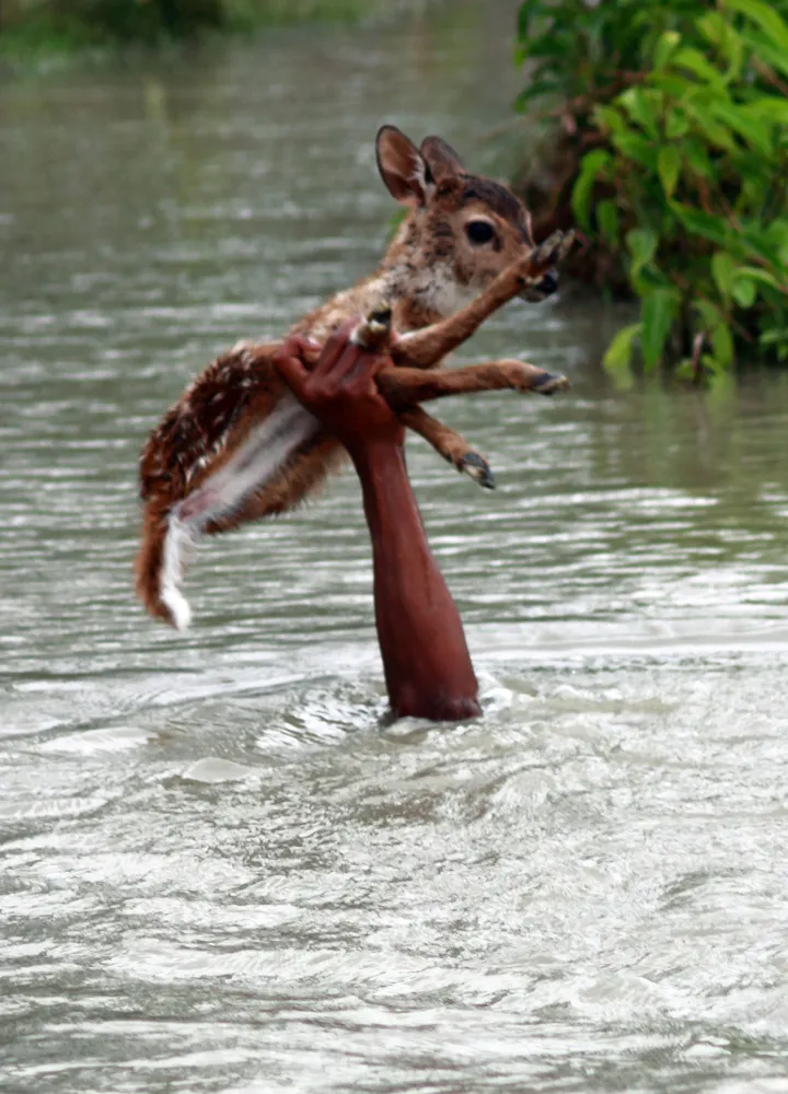 Brave Boy Risks Own Life to Save a Baby Deer from Drowning