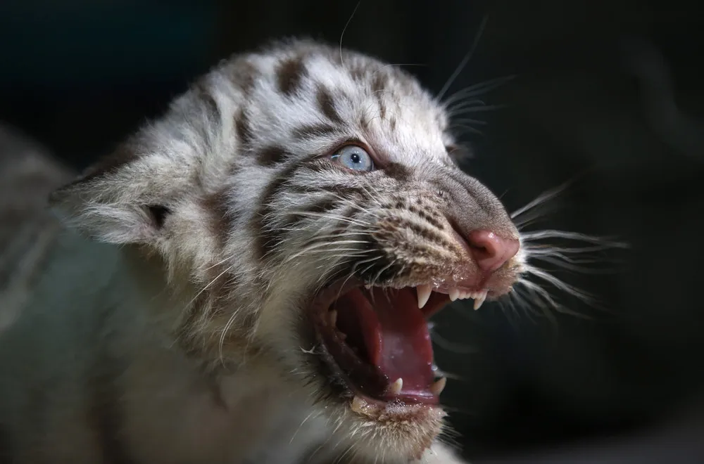 Rare White Bengal Tiger Cub Makes Debut at Peruvian Zoo