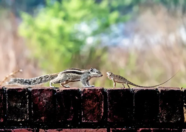 A squirrel and lizard both refuse to give way in an unlikely standoff on a wall in Mohali, India in the first decade of February 2024. (Photo by Anuj Jain/Solent news)