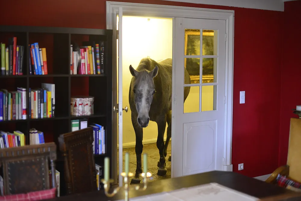 Doctor Shares her House with a Horse Following Storm