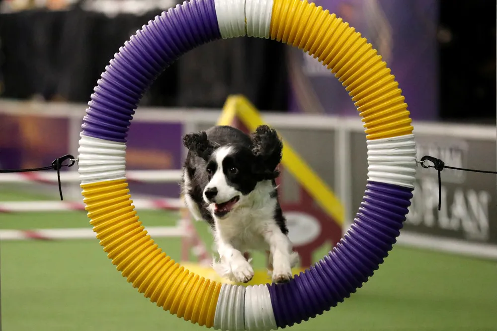 Westminster Kennel Club Dog Show 2017
