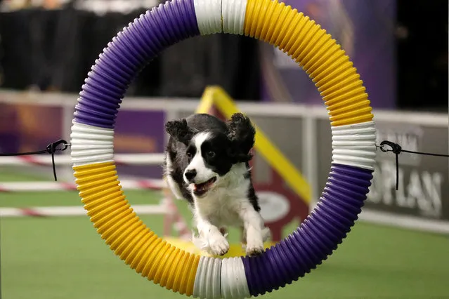 A Border Collie competes in the  Masters Agility Championship Finals competition during the 141st Westminster Kennel Club Dog Show in New York City, U.S. February 11, 2017. (Photo by Brendan McDermid/Reuters)