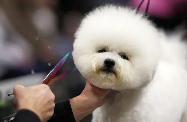 An owner trims the fur of her Bichon Frise ahead of judging on the first day of the Crufts dog show in Birmingham, Britain, on March 7, 2024. (Photo by Phil Noble/Reuters)