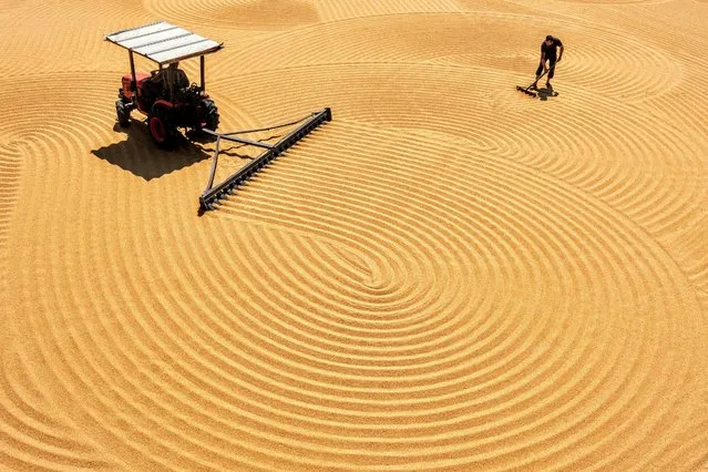 A tractor creates mesmerising patterns as it rakes bulgur wheat in Gaziantep, Turkey on October 26, 2021. The wheat is harvested and washed before being poured into large fields to dry. Workers then rake the grain to make it dry faster. Amateur photographer Serap A-ncebe captured pictures of the scene in Gaziantep, Turkey, where bulgur wheat is popular in local cuisine. (Photo by Serap Oncebe/Solent News/Rex Features/Shutterstock)