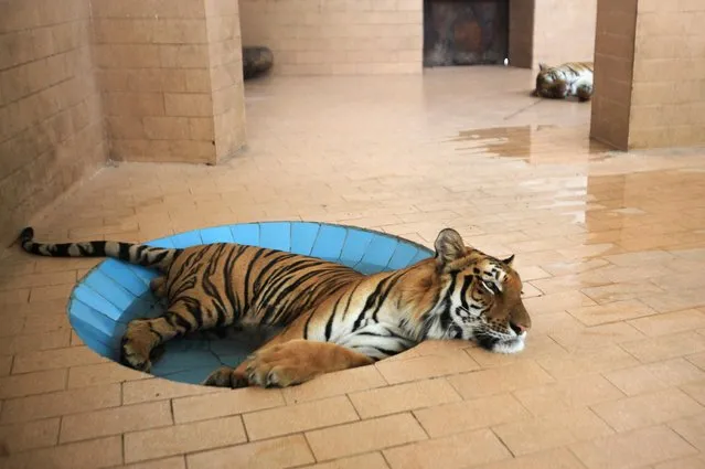 A tiger lays in a pool of water inside a cage at a zoo, during hot and humid weather in Lahore, Pakistan on June 10, 2019. (Photo by Mohsin Raza/Reuters)