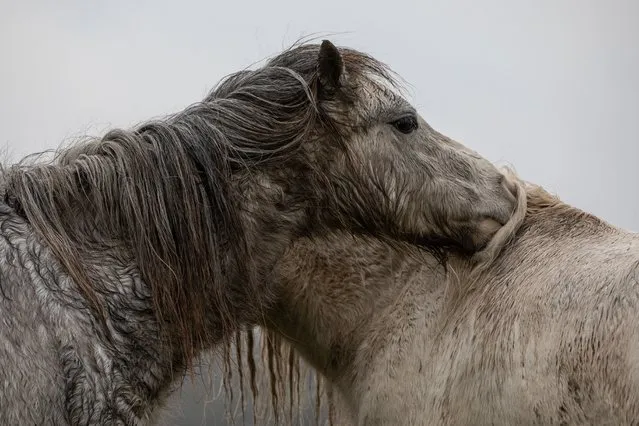 Semi-feral, conservation, Welsh mountain ponies graze in the mist and rain on the salt marsh near Crofty, Gower Peninsular, Swansea on January 11, 2022. These hardy ponies are well adapted to all weather conditions. (Photo by Joann Randles/Cover Images)