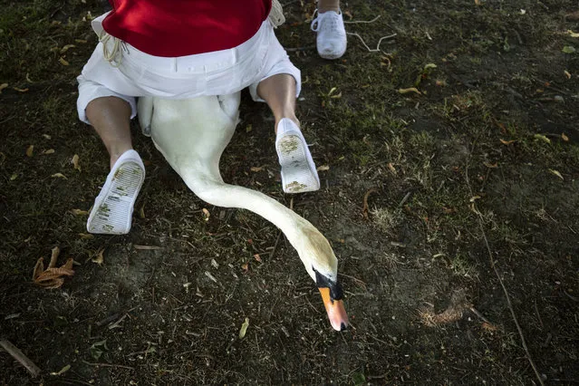 A swan has its leg tagged on the second day of the annual Swan Upping census on July 16, 2019 on the River Thames, South West London. The historic Swan Upping ceremony dates back to the 12th century, when the Crown claimed ownership of all Mute Swans and they were eaten at banquets and feasts. The Sovereign's Swan Marker, David Barber, counts the number of young cygnets on the river each year and ensures that the swan population is maintained. The swans and young cygnets are also assessed for any signs of injury or disease. (Photo by Dan Kitwood/Getty Images)