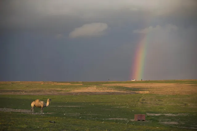 A camel stands in an open field as rainbow appears in a cloudy sky over the southern Israeli Beduin village of Rahat, Wednesday, February 10, 2016. (Photo by Oded Balilty/AP Photo)