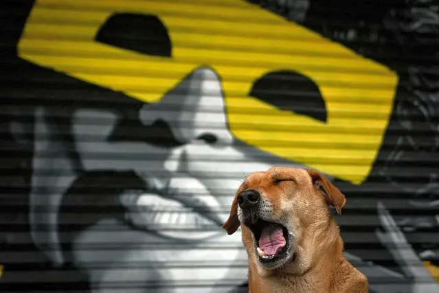 A stray dog is pictured besides a graffiti made on a shutter of a closed shop at a market area during an ongoing state-wide weekend curfew imposed by the directive of the Delhi government to curb the spread of the Covid-19 coronavirus in New Delhi on January 9, 2022. (Photo by Sajjad Hussain/AFP Photo)