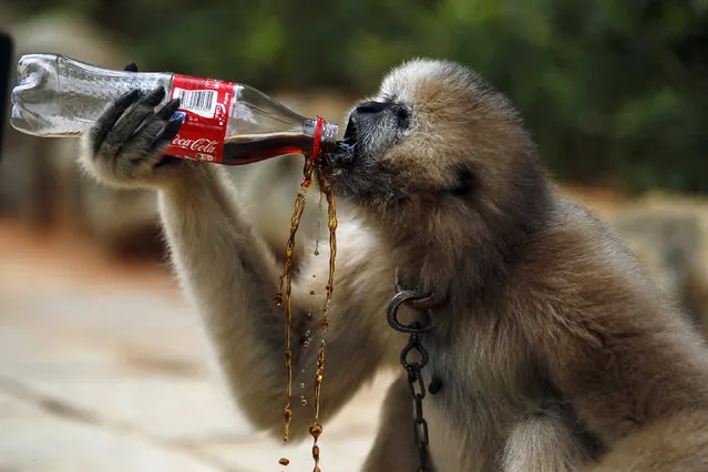 A gibbon drinks from a soft drink bottle, given by a tourist, at a zoo in Kunming, Yunnan province, June 18, 2015. (Photo by Wong Campion/Reuters)