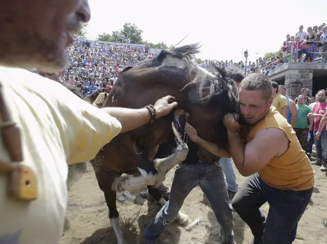 Revellers try to hold on to a wild horse during the “Rapa das Bestas” traditional event in the village of Sabucedo, northwestern Spain, July 5, 2015. (Photo by Miguel Vidal/Reuters)