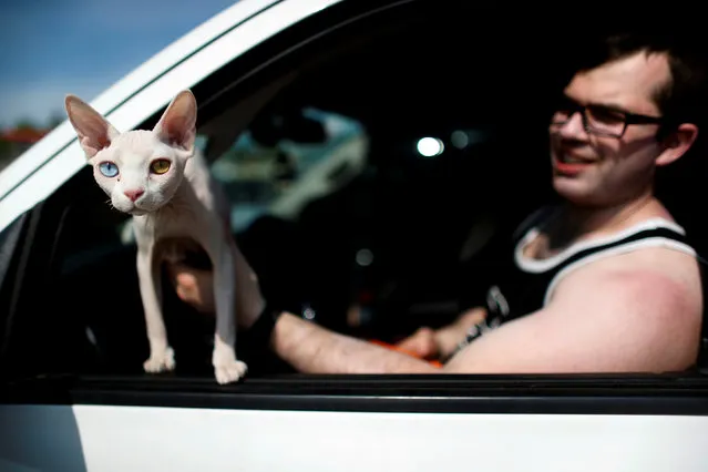 Michael Sadowsky, an evacuee from the Fort McMurray wildfires, holds his cat Dexter after they were escorted through Fort McMurray after being stranded north of the city on Friday, in Wandering River, Alberta, Canada, May 6, 2016. (Photo by Mark Blinch/Reuters)