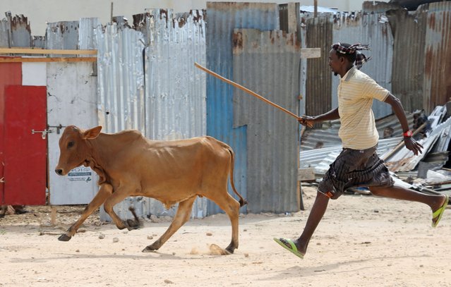 A Somali Muslim faithful runs after a sacrificial animal to be slaughtered during the Eid al-Adha celebrations in Mogadishu, Somalia on June 17, 2024. (Photo by Feisal Omar/Reuters)