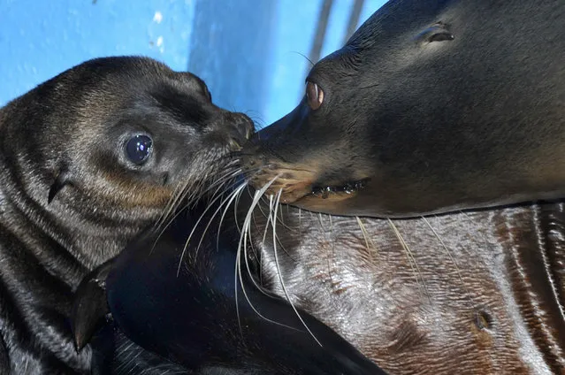 Tiny week old California sea lion pup named Oscar seen at ZSL Whipsnade Zoo on July 03, 2015 in Bedfordshire, England. Born to first-time parents Bailey and Dominic on June 18, 2015 the two-week-old male, named Oscar is the first baby to arrive at the Zoo since dad Dominic was born in 2007. (Photo by Tony Margiocchi/Barcroft Media)
