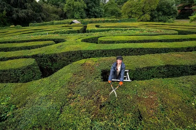 Gardener Gemma Hearn looks up as she poses for photographs whilst making a final trim of the Hampton Court Maze before it reopens to the public, at Hampton Court Palace, in south west London, Friday, July 30, 2021. The maze, which was first planted in 1689 and is the oldest hedge maze in Britain, reopens to visitors on Saturday after being closed since the beginning of the UK's coronavirus outbreak in March 2020. Three gardeners have worked on trimming it for two weeks ahead of the reopening. (Photo by Steve Parsons/PA Images via Getty Images)