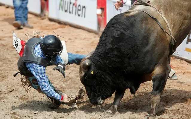 Gavin Michel of Nixa, Missouri gets tossed off the bull Ripped At The Seams in the bull riding event during the rodeo as the Calgary Stampede gets underway following a year off due to coronavirus disease (COVID-19) restrictions, in Calgary, Alberta, Canada on July 9, 2021. (Photo by Todd Korol/Reuters)