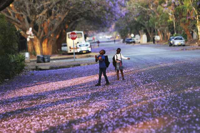 Children play underneath Jacaranda trees lining a street in the capital Harare, Zimbabwe, Friday, October 11, 2019. Zimbabwe now has the world's second highest inflation after Venezuela, according to International Monetary Fund figures. The economy has been on a downward spiral for more than a year as hopes fade that Mugabe's successor and former deputy, President Emmerson Mnangagwa, will deliver on his promises of prosperity. (Photo by Tsvangirayi Mukwazhi/AP Photo)