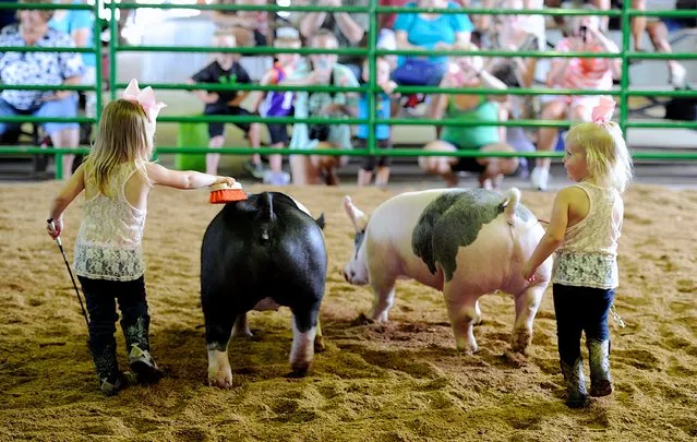 Carleigh VanMeter, 2, right, checks with friend McKenna Zollman, 2, as they show their hogs at the Vanderburgh County Fair in Evansville, In., Sunday morning, July 19, 2015. (Photo by Darrin Phegley/Courier & Press via AP Photo)